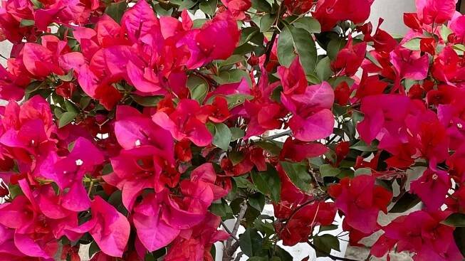 Flores rosas de buganvilla en jardín