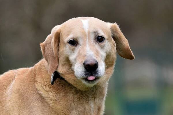 Pět let v útulku: Kříženec labradora Timmy stále vyhlíží novou rodinu