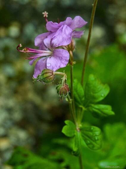 Kakost kantabrijský Karmina (Geranium x cantabrigiense)