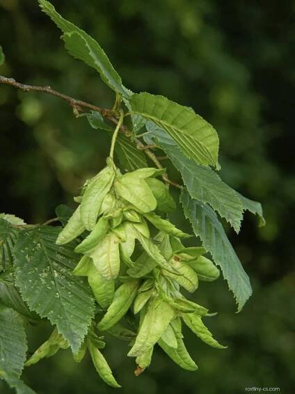Habr obecný (Carpinus betulus)