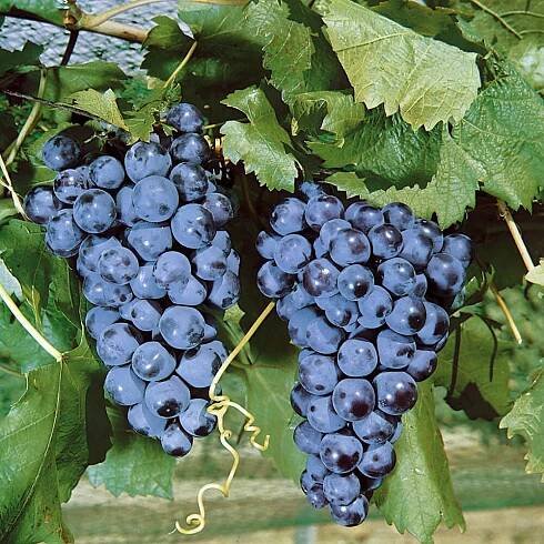Réva vinná, Vitis vinifera Muscat Blue, velikost kontejneru 2 l