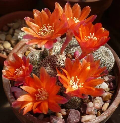 Rebutia