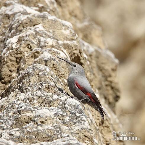 Zedníček skalní | Naturfoto.cz