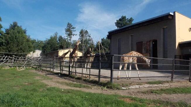 Žirafy jsou jednou z hlavních atrakcí zoo Olomouc