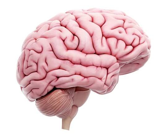 Ilustrace lidského mozku na bílém pozadí. — Stock obrázek