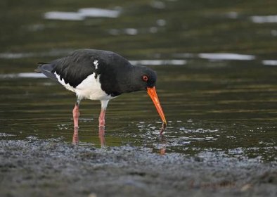 Pied Oystercatcher, late afternoon snack, 290124. | Backcountry Gallery ...