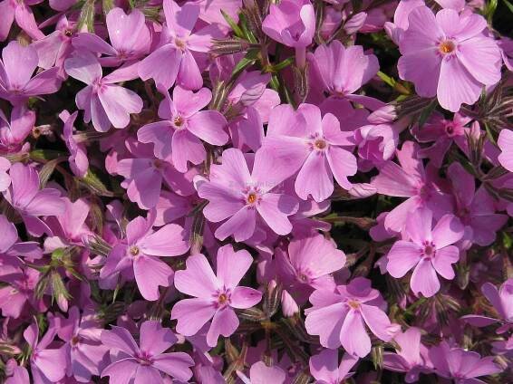 Phlox subulata " Ronsdorfer Schöne " - flox, palmenka Zahradnictví Krulichovi - zahradnictví, květinářství, trvalky, skalničky