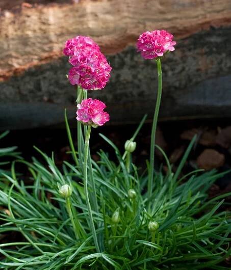 'Morning Star Deep Rose' thrift
