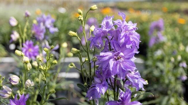 Purple delphiniums in pots or containers illuminated by sunlight, with other blooms softly blurred in the background.