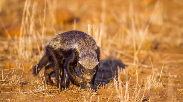 medový jezevec v krugerově národním parku, jihoafrická republika - honey badger - stock snímky, obrázky a fotky