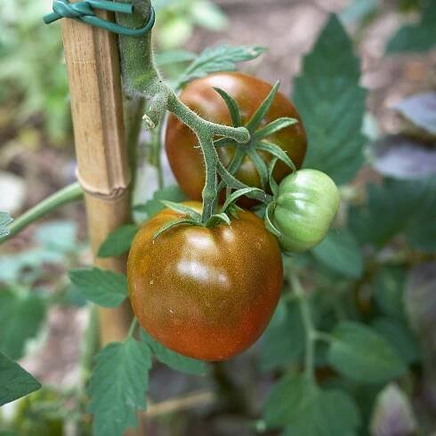 Rajče Rosella – Solanum lycopersicum – prodej semen rajčat
