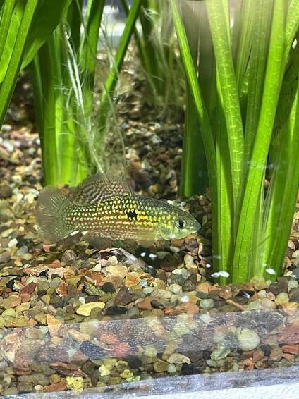 New Fish – Dallas North Aquarium