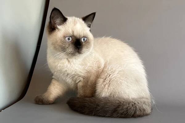 Sweet-beast.com | Kittens