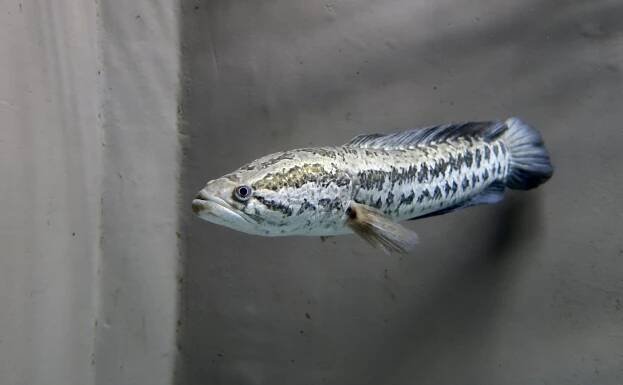 Channa argus - hadohlavec skvrnitý