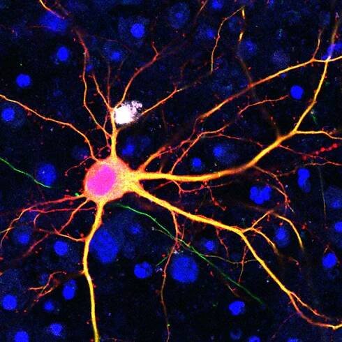 News - Salk Institute for Biological Studies