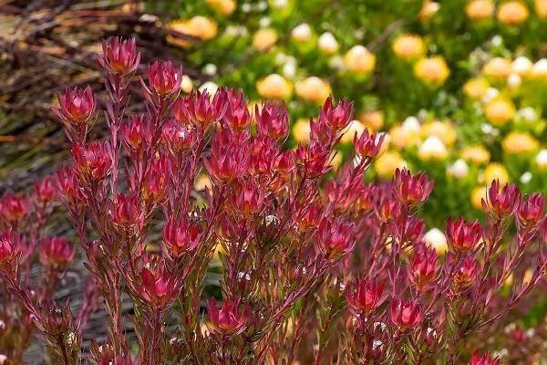 Leucadendrons for the Garden - Leucadendron salignum 'Winter Red'