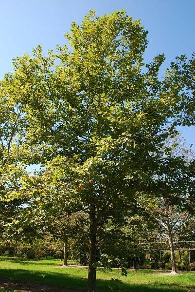Platanus x acerifolia