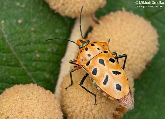 Cantao ocellatus (Scutelleridae) from Laos