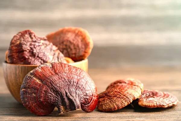 Lesklokorka lesklá - spóry, tobolky (Reishi, Ganoderma)  100 ks, 35 g