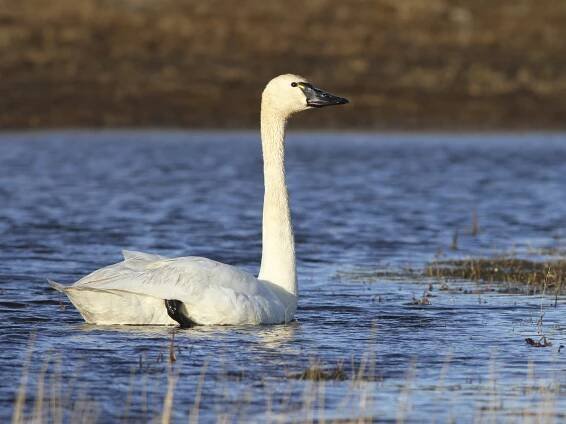 Tundra Swan - Cygnus columbianus - Birds of the World
