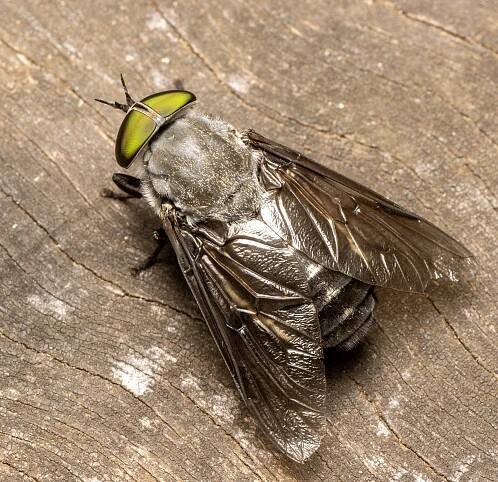 Cydistomyia