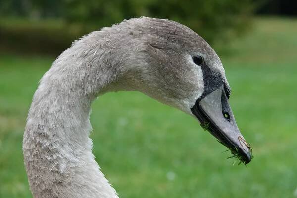 File:Cygne tuberculé juvénile (Cygnus olor) - tête (1).jpg - Wikimedia Commons