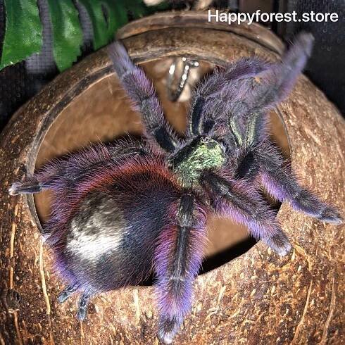 Antilles Pink Toe Tarantula (Caribena Versicolor)