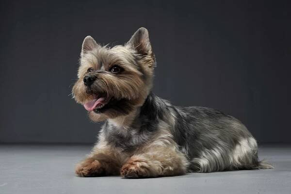Studio shot of an adorable Yorkshire Terrier looking satisfied — Stock obrázek