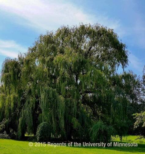 Trees and shrubs for pollinators | UMN Extension
