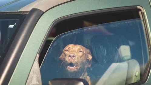 Nikdy nenechávejte psa v autě, pokud je slunečné a příliš teplé počasí