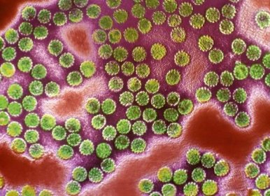 Zákeřná rakovina penisu: Na vině je virus, pomoci může očkování