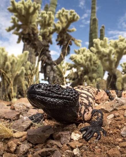 Gila Monster Lurking Amongst Cactuses Wallpaper