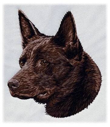 Australská kelpie 2