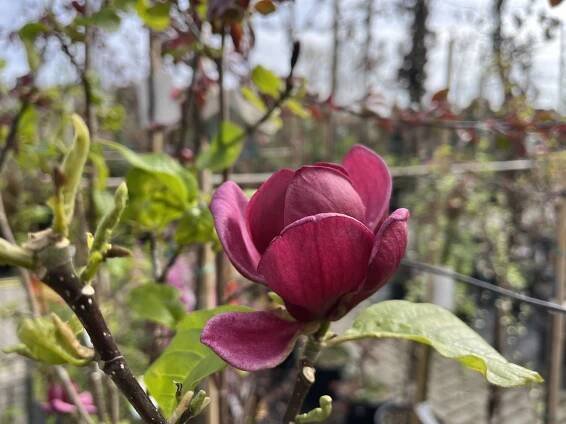 Šácholan 'Genie' - Magnolia 'Genie'