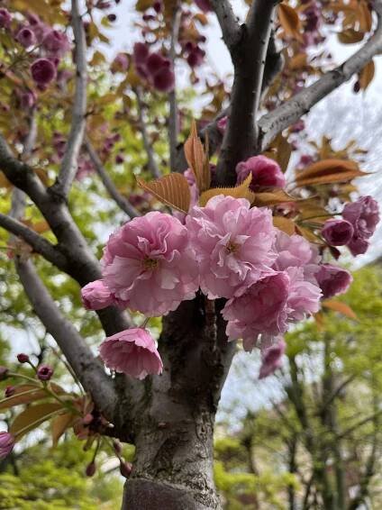 Sakura ozdobná, (Cerasus serrulata)