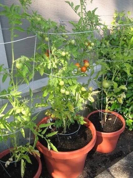 Tomato Planting Ideas for Your Small Backyard Garden