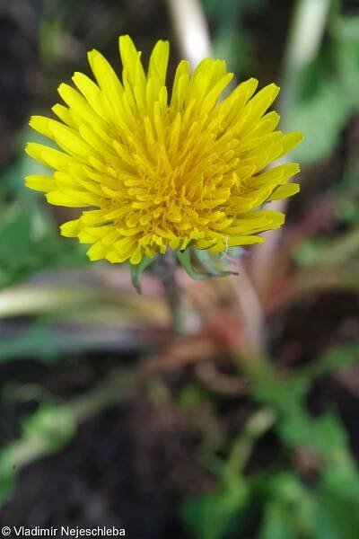 Taraxacum sect. Taraxacum – pampelišky smetánky • Pladias: Databáze české flóry a vegetace
