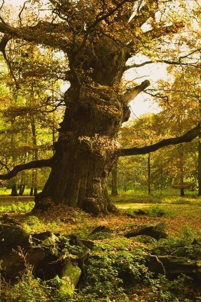 Gift Certified Irish Trees | Ireland’s No. 1 Tree Gifts - Reforest Nation 