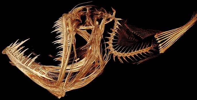 Anglerfish: Biology, bioluminescence and lifecycle