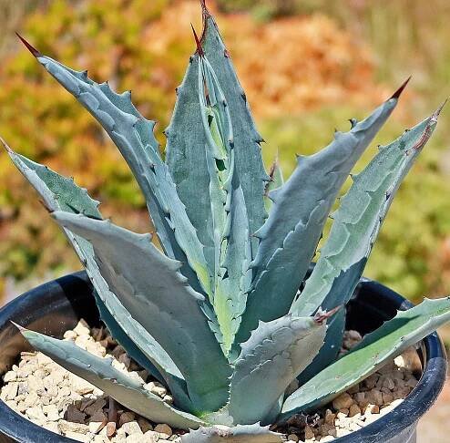 Agáve americká-Agave Americana 5 semen