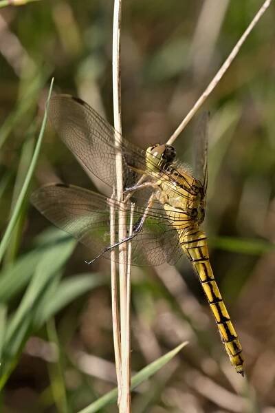 vážka černořitná - Orthetrum cancellatum