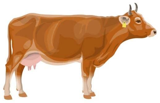 standing brown cow - dojnou krávou stock ilustrace