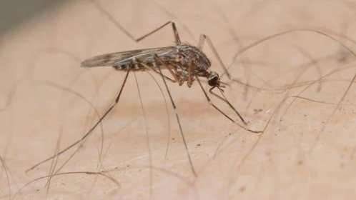 Vědci odhalili, proč je někdo magnet na komáry. Může za to pití piva nebo pot