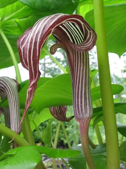 Arisaema fargesii - Chinese Cobra Lily