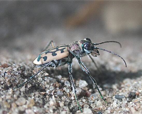 Lophyra catena