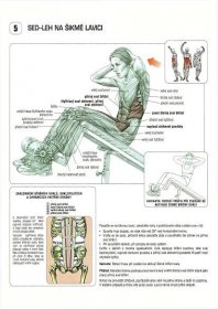 Vývojem vzpřímené chůze došlo u člověka ke značnému posílení břišních svalů, které nyní ve vzpřímené poloze připojují pánev k horní části těla a omezují kymácení trupu při chůzi či běhu.