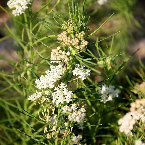 Asclepias verticillata (NGN) - Natural Garden Natives