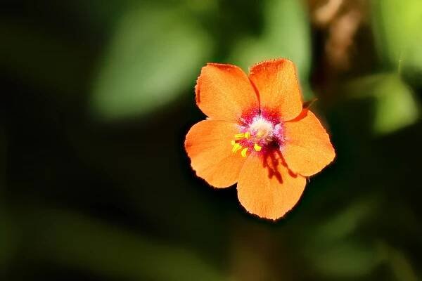 Flower close up