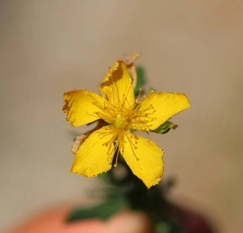 Hypericum perforatum L. - Portale della Flora d'Italia / Portal to the Flora of Italy