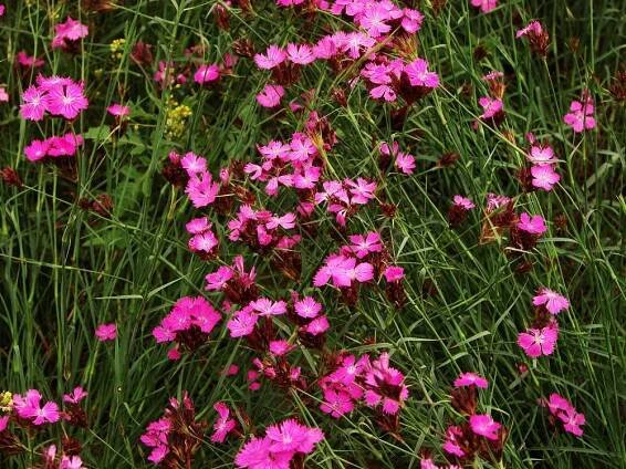 hvozdíkovité-CARYOPHYLLACEAE – PlantaNaturalis.com